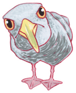 Drawing of a seagull with a judging expression that is leaning towards the viewer.